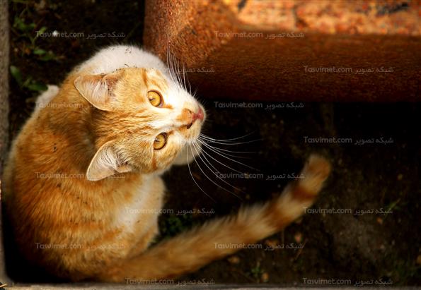 پارک نیاوران تهران