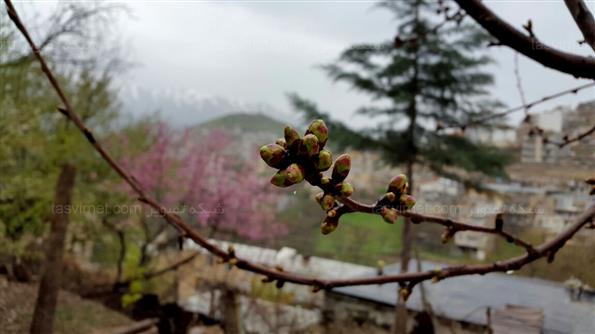 طبیعت بهاری پاوه