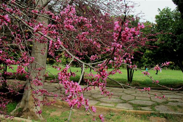 باغ عفیف آباد شیراز