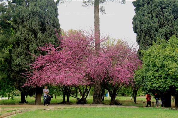 باغ عفیف آباد شیراز