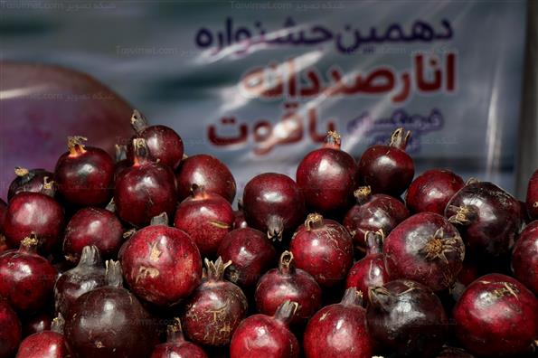 دهمین جشنواره انار صد دانه یاقوت