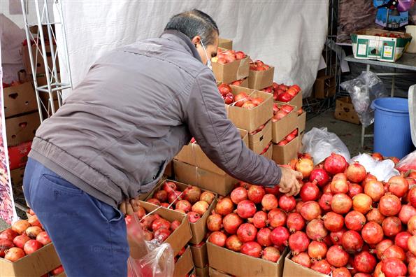 دهمین جشنواره انار صد دانه یاقوت