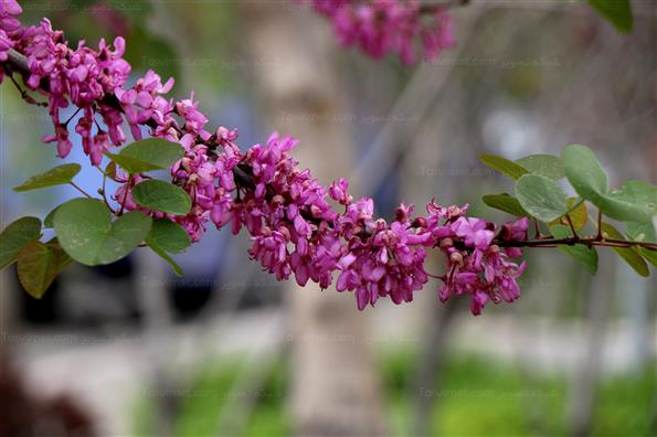 شکوفه های بهاری