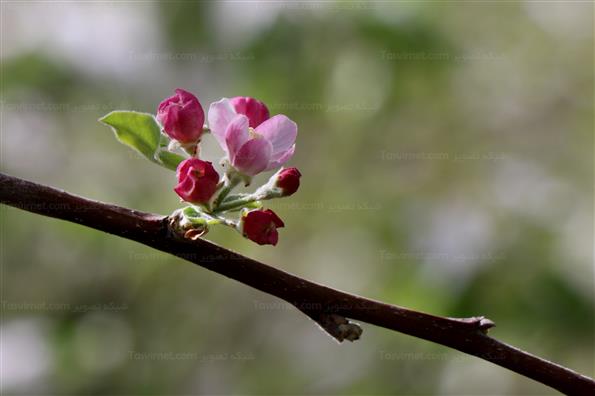 شکوفه های بهاری