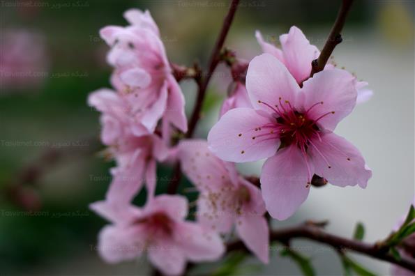 شکوفه های بهاری