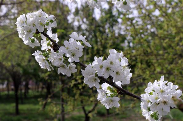 شکوفه های بهاری