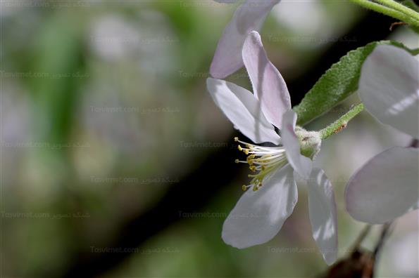 شکوفه های بهاری