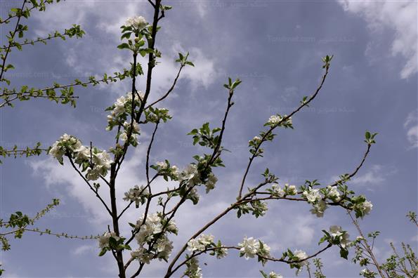 شکوفه های بهاری