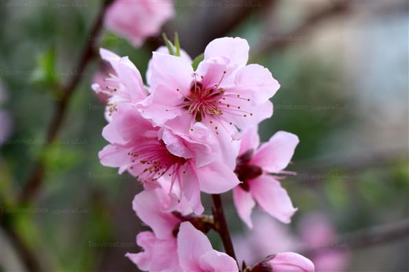 شکوفه های بهاری