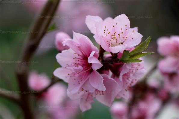 شکوفه های بهاری