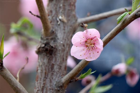 شکوفه های بهاری