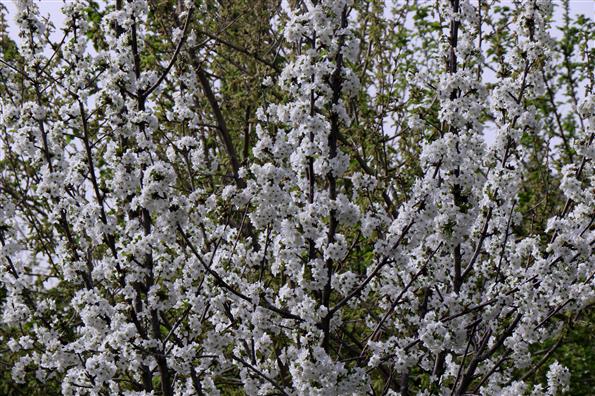 شکوفه های بهاری