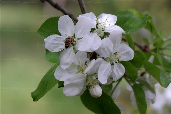 شکوفه های بهاری