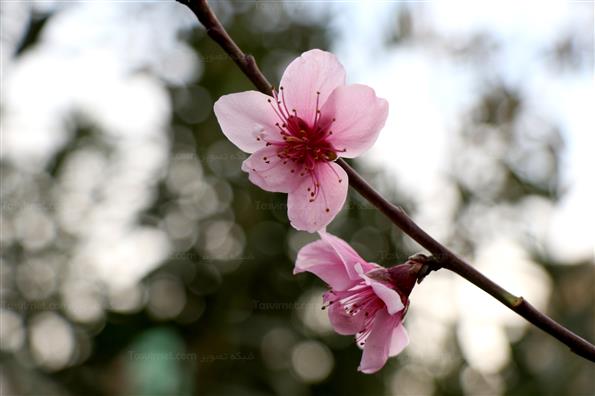 شکوفه های بهاری