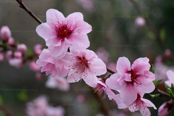 شکوفه های بهاری