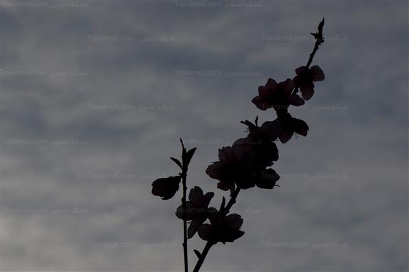 شکوفه های بهاری