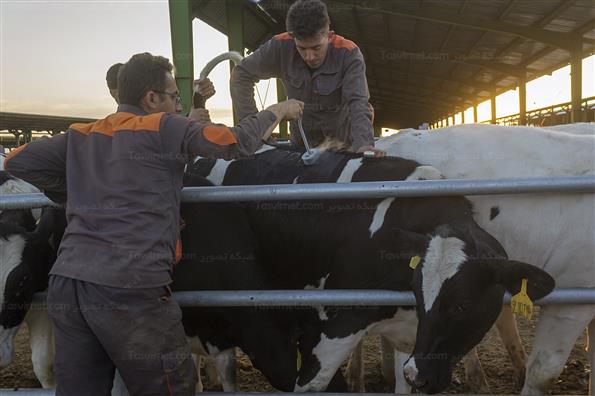 کار برای تامین امنیت کشور؛ این بار در حوزه غذا